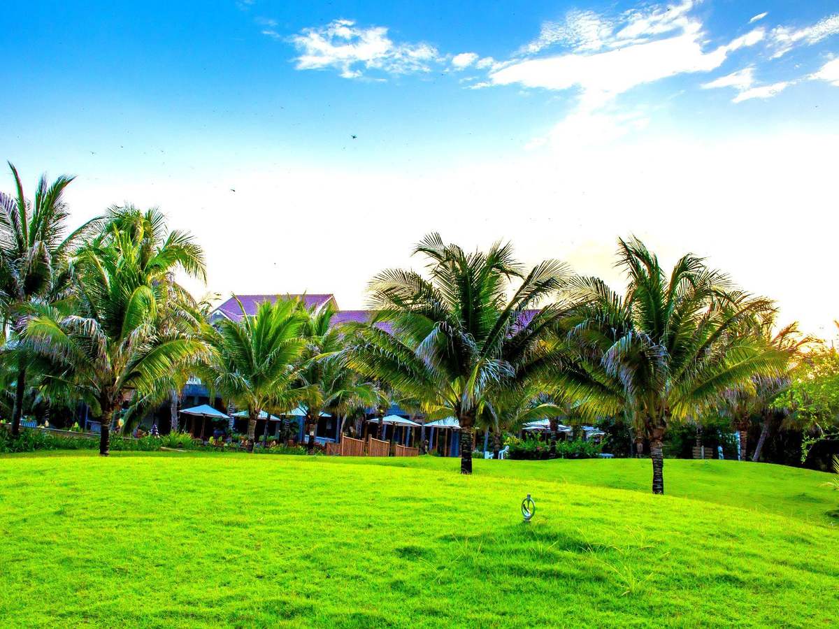 Wide green lawn with coconut palms and low-rise buildings under a bright sky